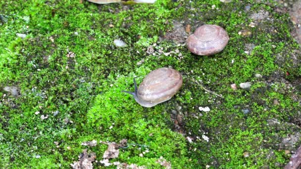 Schnecke kriecht auf Boden — Stockvideo