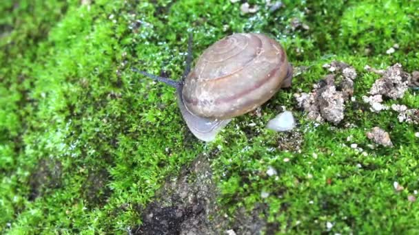 Snail crawling on soil — Stock Video