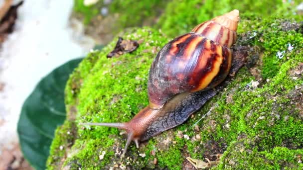 Caracol rastejando no solo — Vídeo de Stock