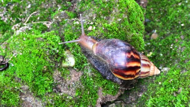 Caracol arrastrándose por el suelo — Vídeo de stock