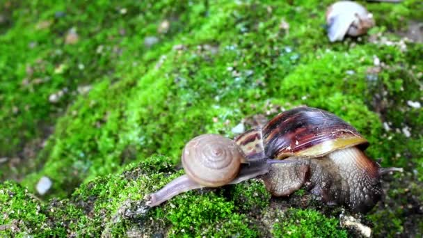 Snigel kryper på marken — Stockvideo