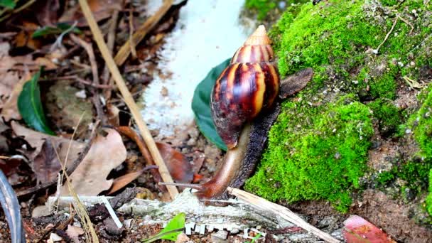 Caracol arrastrándose por el suelo — Vídeo de stock