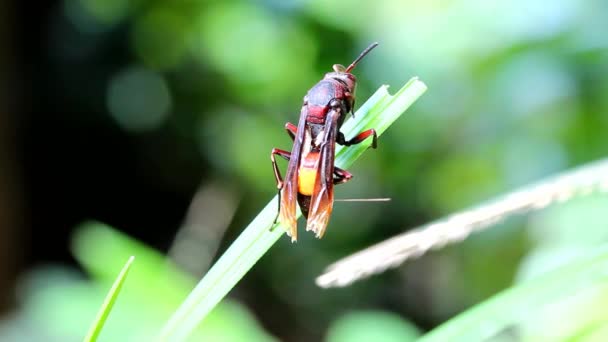 Guêpe grimpant un brin d'herbe — Video