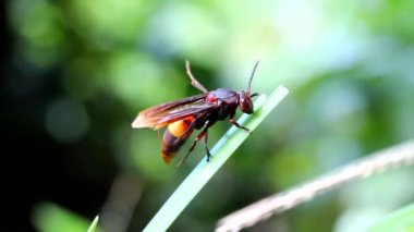 Çimen bir bıçak tırmanma Wasp