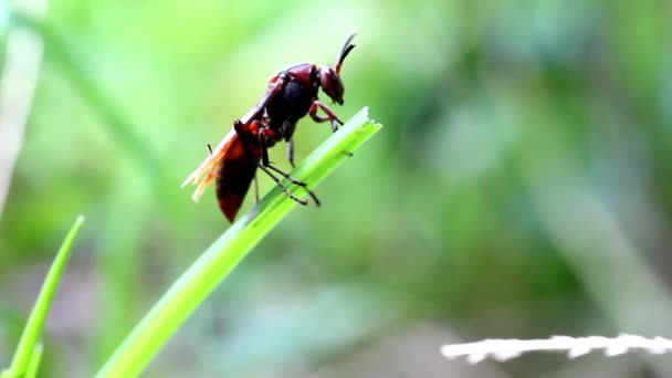 Guêpe grimpant un brin d'herbe 