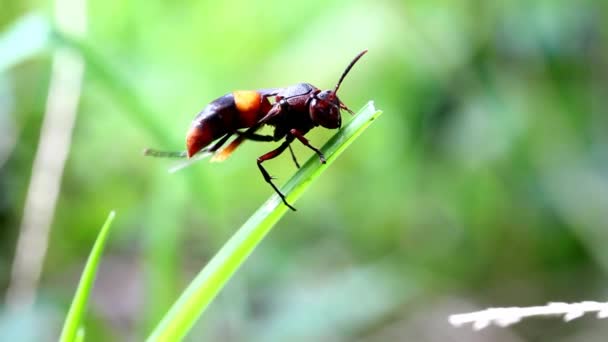 Guêpe grimpant un brin d'herbe 