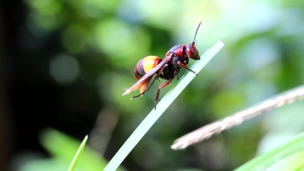Guêpe grimpant un brin d'herbe 