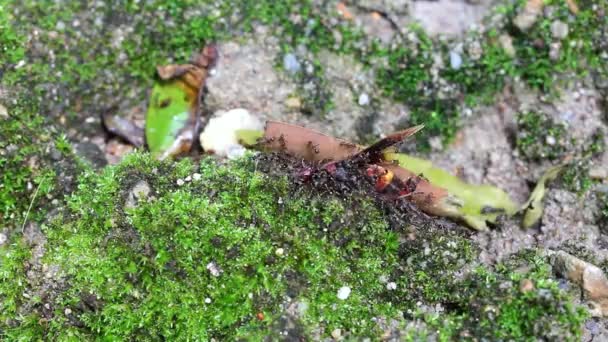 Formigas que transportam isca — Vídeo de Stock