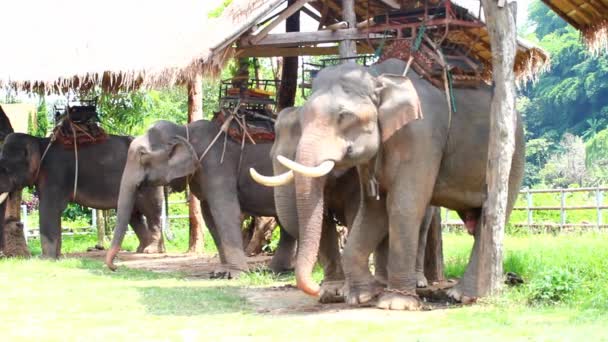 Elefante Tailândia . — Vídeo de Stock