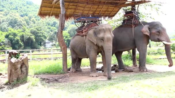 Elefante Tailandia . — Vídeo de stock