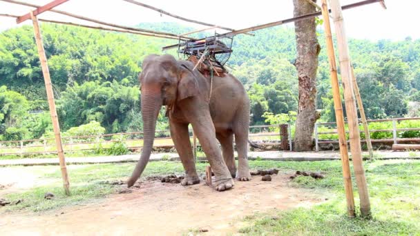 태국 코끼리. — 비디오