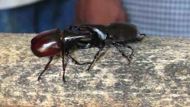 Rhinoceros beetle, Rhino beetle, slåss skalbagge — Stockvideo