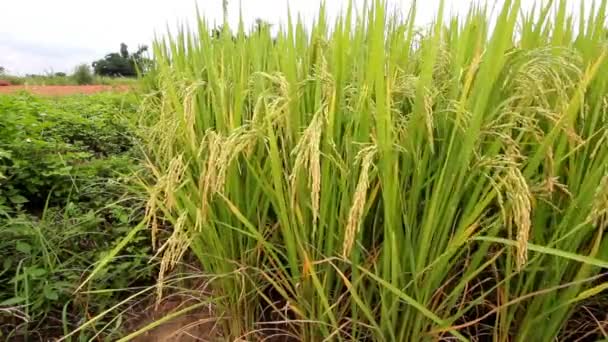 Landscape of rice farm in Thailand — Stock Video