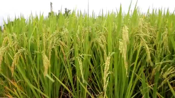 Paisaje de la granja de arroz en Tailandia — Vídeo de stock