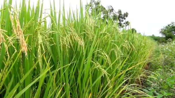 Paisaje de la granja de arroz en Tailandia — Vídeo de stock