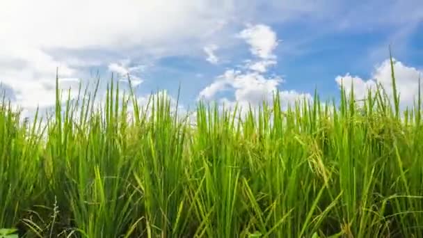 Manzara Tayland pirinç tarlası — Stok video