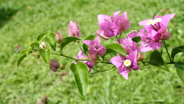 Bougainvillea blommor — Stockvideo