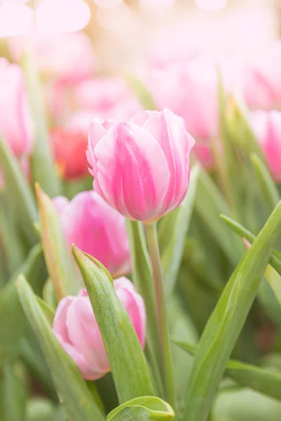 Tulipaner i blomsterhaven - Stock-foto
