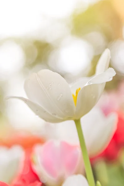 Tulips in the flower garden — Stock Photo, Image