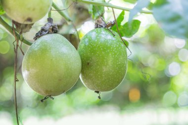tutku meyve bahçesinde