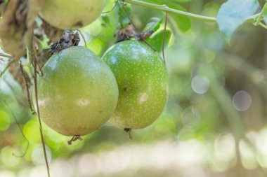 tutku meyve bahçesinde