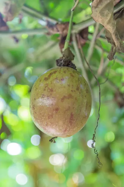Passion Fruit in the garden — Stock Photo, Image
