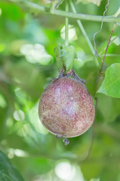 Passion Fruit in the garden — Stock Photo, Image