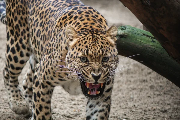 This leopard doesn't like photocameras — Stock Photo, Image
