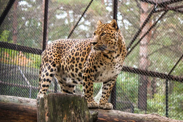 Leopardo — Fotografia de Stock