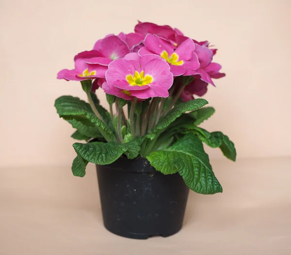 Rosa Primrose blomma — Stockfoto