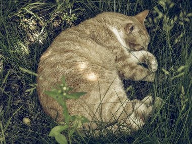 Vintage bir tekir kedi bir çayır çim ortasında soluk