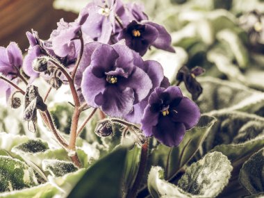 Vintage solmuş çiçekler menekse African Violet Ev bitkisi