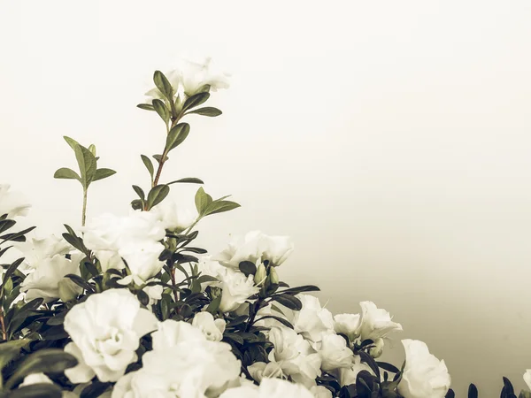 Vintage Faded White Azalea Rhododendron Flowers Summer Season Copy Space — Stock Photo, Image