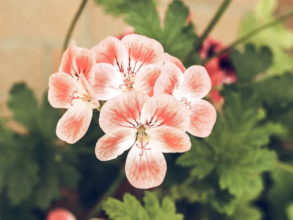 Vintage Wyblakły Geranium Różowy Kwiat Kwitnienia Roślin Powszechnie Znany Jako — Zdjęcie stockowe