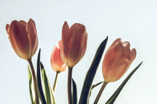 Vintage Soluk Pembe Laleler Tulipa Gesneriana Çiçek Soğanlı Bitki Mavi — Stok fotoğraf