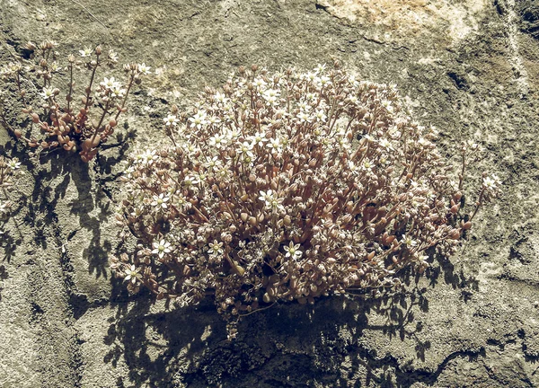 Vintage Bleka Vita Blommor Sempervivum Montanum Växt Bergskedjan Alperna — Stockfoto