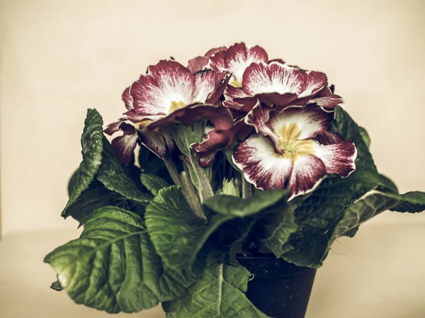 Vintage Primula Vulgaris Bitki Pembe Çuha Çiçeği Çiçek Soluk — Stok fotoğraf