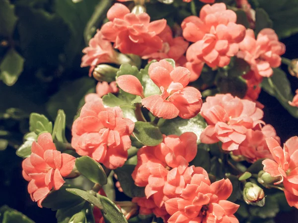 Vintage Descolorido Kalanchoe Flor Planta Suculenta Tropical Planta Ornamental Interior — Foto de Stock