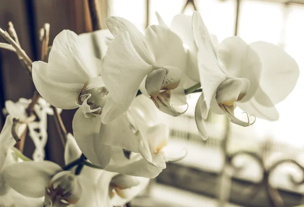 Винтажные Выцветшие Детали Белого Цветка Орхидеи Орхидеи — стоковое фото