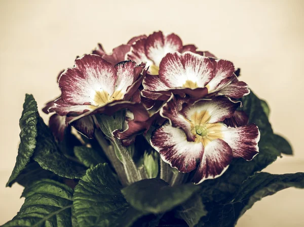 Vintage Primula Vulgaris Bitki Pembe Çuha Çiçeği Çiçek Soluk — Stok fotoğraf