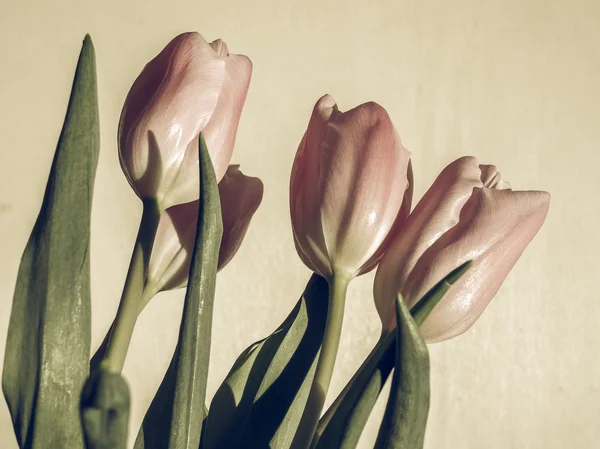 Vintage Soluk Pembe Laleler Tulipa Gesneriana Çiçek Soğanlı Bitki — Stok fotoğraf