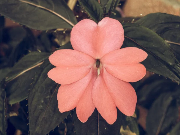 Vintage Elhalványult Impatiens Növény Családban Nebáncsvirágfélék Bennszülött Pápua Guinea Salamon — Stock Fotó