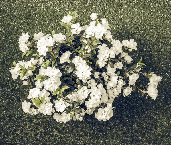 Soluk beyaz açelya çiçek vintage — Stok fotoğraf