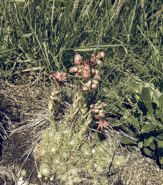 Vintage Bleknat Sempervivum Montanum Crassulaceae Fetknopp Familj Från Europeiska Alperna — Stockfoto