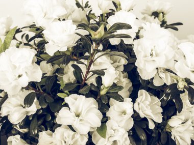 Vintage Beyaz Azalea ormangülü çiçek yaz sezonunda soluk.