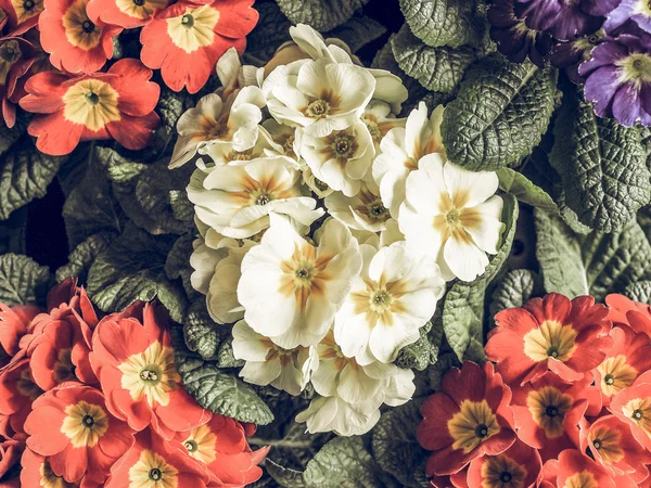 Vintage Faded Primrose Aka Primula First Flowers Blossom Early Spring — Stock Photo, Image