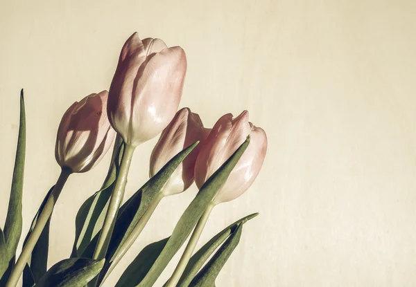 Vintage Soluk Pembe Laleler Tulipa Gesneriana Çiçek Soğanlı Bitki — Stok fotoğraf