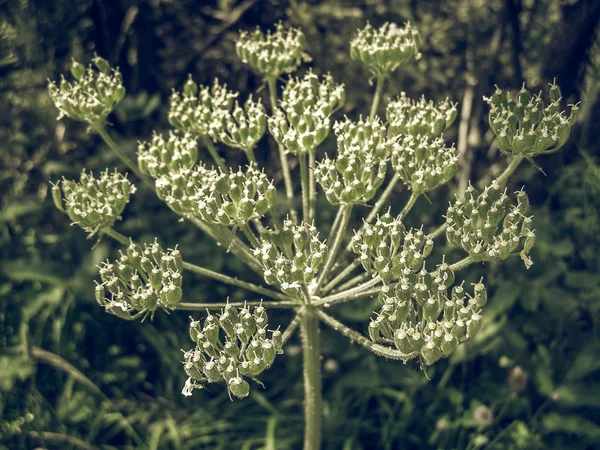 Vintage Verschoten Wit Ligusticum Scoticum Aka Scots Lavas Schotse Zoethout — Stockfoto