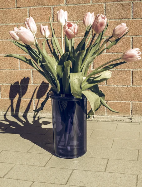 Vintage Soluk Pembe Laleler Tulipa Gesneriana Çiçek Soğanlı Bitki — Stok fotoğraf