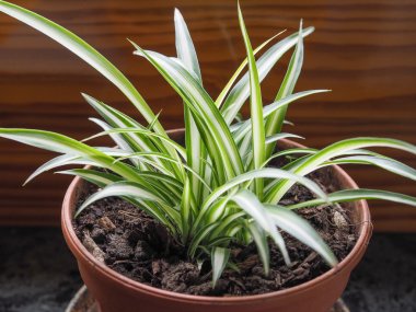 Chlorophytum comosum aka spider plant, airplane plant, St Bernard lily, spider ivy or ribbon plant clipart
